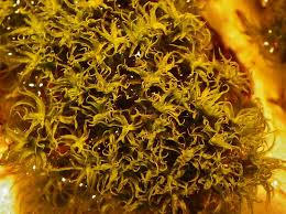 Attēlu rezultāti vaicājumam “Tortella tortuosa”