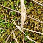 Attēlu rezultāti vaicājumam “Corynephorus canescens leaf”