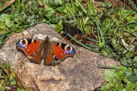Attēlu rezultāti vaicājumam “Inachis io”