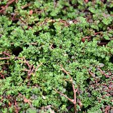 Attēlu rezultāti vaicājumam “Herniaria glabra leaf”