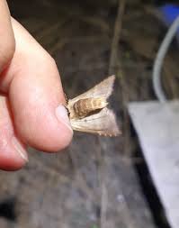 Attēlu rezultāti vaicājumam “Staurophora celsia”