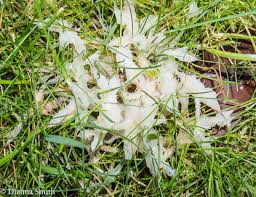 Attēlu rezultāti vaicājumam “Sebacina incrustans”