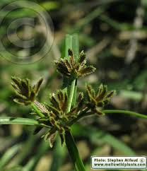 Attēlu rezultāti vaicājumam “Cyperus fuscus”