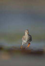 Attēlu rezultāti vaicājumam “Tringa totanus adult”