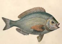 Image result for Spondyliosoma cantharus