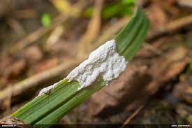 Attēlu rezultāti vaicājumam “Fuligo luteonitens macro”