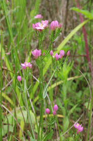 Image result for Centaurium erythraea