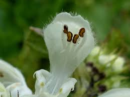 Attēlu rezultāti vaicājumam “Lamium album flower”
