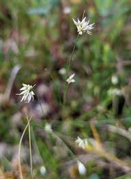 Attēlu rezultāti vaicājumam “Rhynchospora alba flower”