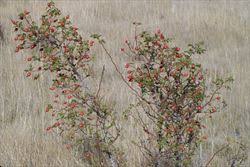 Attēlu rezultāti vaicājumam “Cribraria rubiginosa stalked”