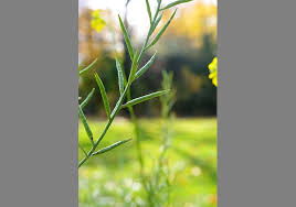 Attēlu rezultāti vaicājumam “Sinapis arvensis fruit”