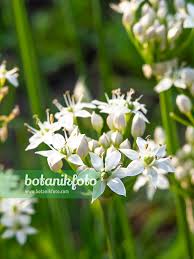 Attēlu rezultāti vaicājumam “Allium sativum”