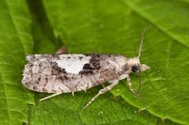 Attēlu rezultāti vaicājumam “Epinotia brunnichana”