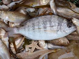 Image result for Spondyliosoma cantharus