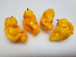 Afbeeldingsresultaat voor mme jeanette hot pepper