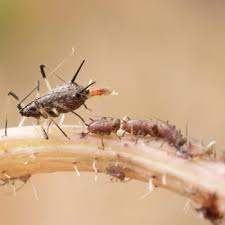 Attēlu rezultāti vaicājumam “Uroleucon hypochoeridis”