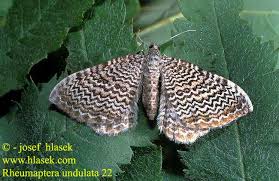 Attēlu rezultāti vaicājumam “Hydria undulata”