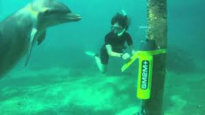Image result for Durley Dolphin Diver