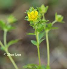 Attēlu rezultāti vaicājumam “Potentilla norvegica”
