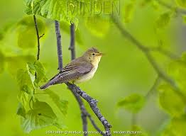 Attēlu rezultāti vaicājumam “Hippolais icterina adult”