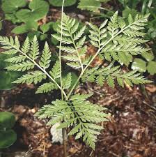 Attēlu rezultāti vaicājumam “Botrychium virginianum”