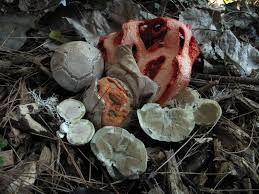 Attēlu rezultāti vaicājumam “Clathrus ruber”