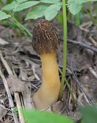 Attēlu rezultāti vaicājumam “Verpa bohemica”