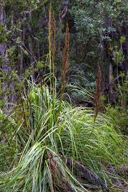 Attēlu rezultāti vaicājumam “Carex appropinquata fruit”