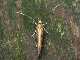 Attēlu rezultāti vaicājumam “Roeslerstammia erxlebella”