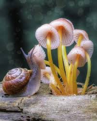 Attēlu rezultāti vaicājumam “Mycena renati”