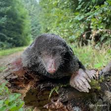 Attēlu rezultāti vaicājumam “Talpa europaea”