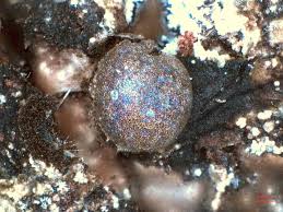 Attēlu rezultāti vaicājumam “Dianemataceae”