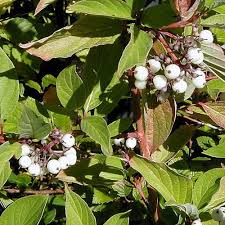 Attēlu rezultāti vaicājumam “Cornus sericea fruit”
