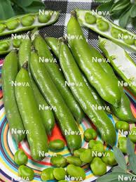 Attēlu rezultāti vaicājumam “Vicia faba”