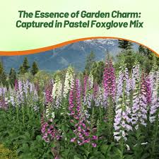 Attēlu rezultāti vaicājumam “Digitalis purpurea fruit”