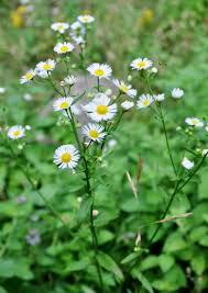 Attēlu rezultāti vaicājumam “Erigeron acris”