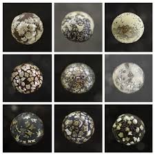 Attēlu rezultāti vaicājumam “Diderma tigrinum stalked”