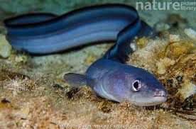 Image result for Conger conger