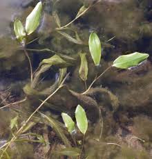 Attēlu rezultāti vaicājumam “Potamogeton gramineus”
