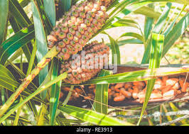 Attēlu rezultāti vaicājumam “Carex arenaria  fruit”