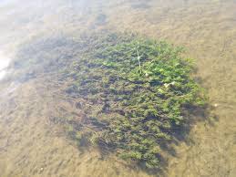 Attēlu rezultāti vaicājumam “Najas major”