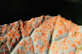 Attēlu rezultāti vaicājumam “Puccinia poarum”