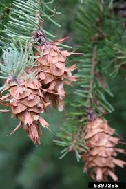 Attēlu rezultāti vaicājumam “Pseudotsuga menziesii fruit”