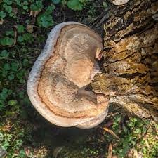 Attēlu rezultāti vaicājumam “Inonotus radiatus”