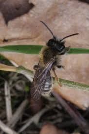 Attēlu rezultāti vaicājumam “Andrena vaga”