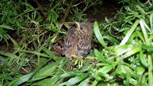 Attēlu rezultāti vaicājumam “Emberiza citrinella juvenile”
