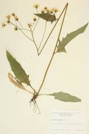 Attēlu rezultāti vaicājumam “Hieracium vulgatum leaf”