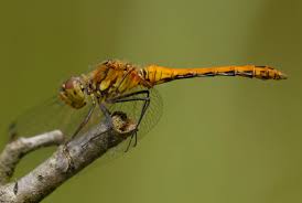 Attēlu rezultāti vaicājumam “Sympetrum sanguineum male”