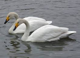 Image result for Cygnus cygnus