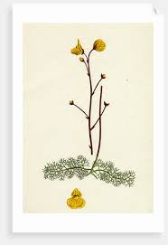 Attēlu rezultāti vaicājumam “Utricularia x neglecta flower”